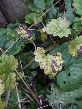 Image of Puccinia glechomatis DC. 1808