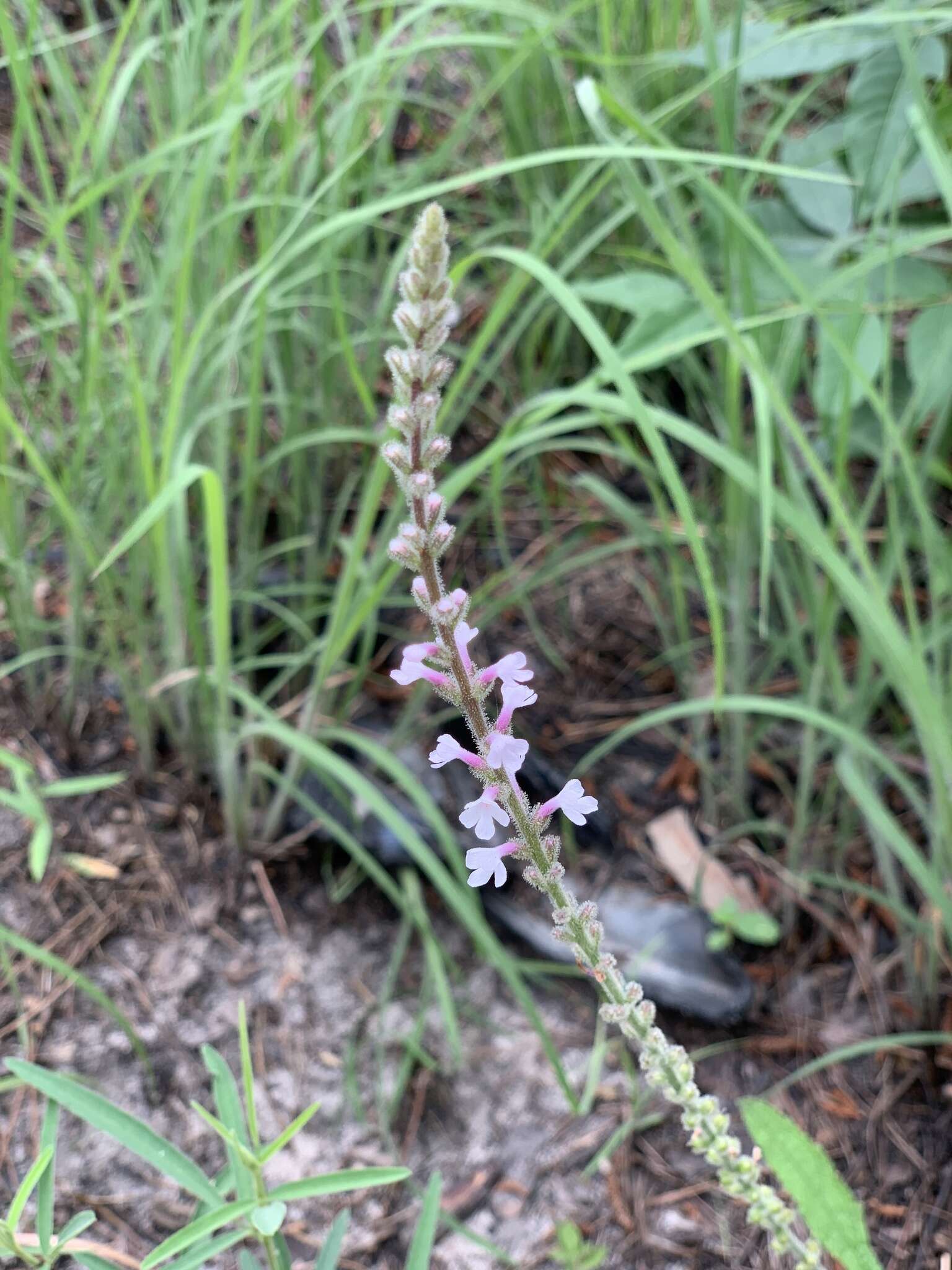 Слика од Verbena carnea Medik.