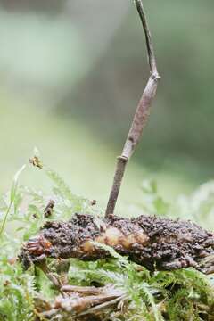 Image of Ophiocordyceps stylophora (Berk. & Broome) G. H. Sung, J. M. Sung, Hywel-Jones & Spatafora 2007