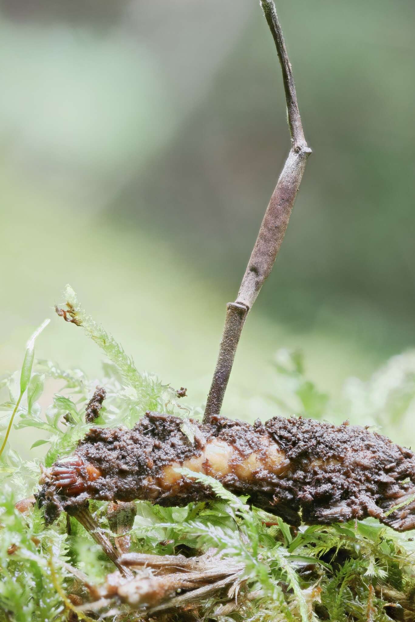 Image of Ophiocordyceps stylophora (Berk. & Broome) G. H. Sung, J. M. Sung, Hywel-Jones & Spatafora 2007