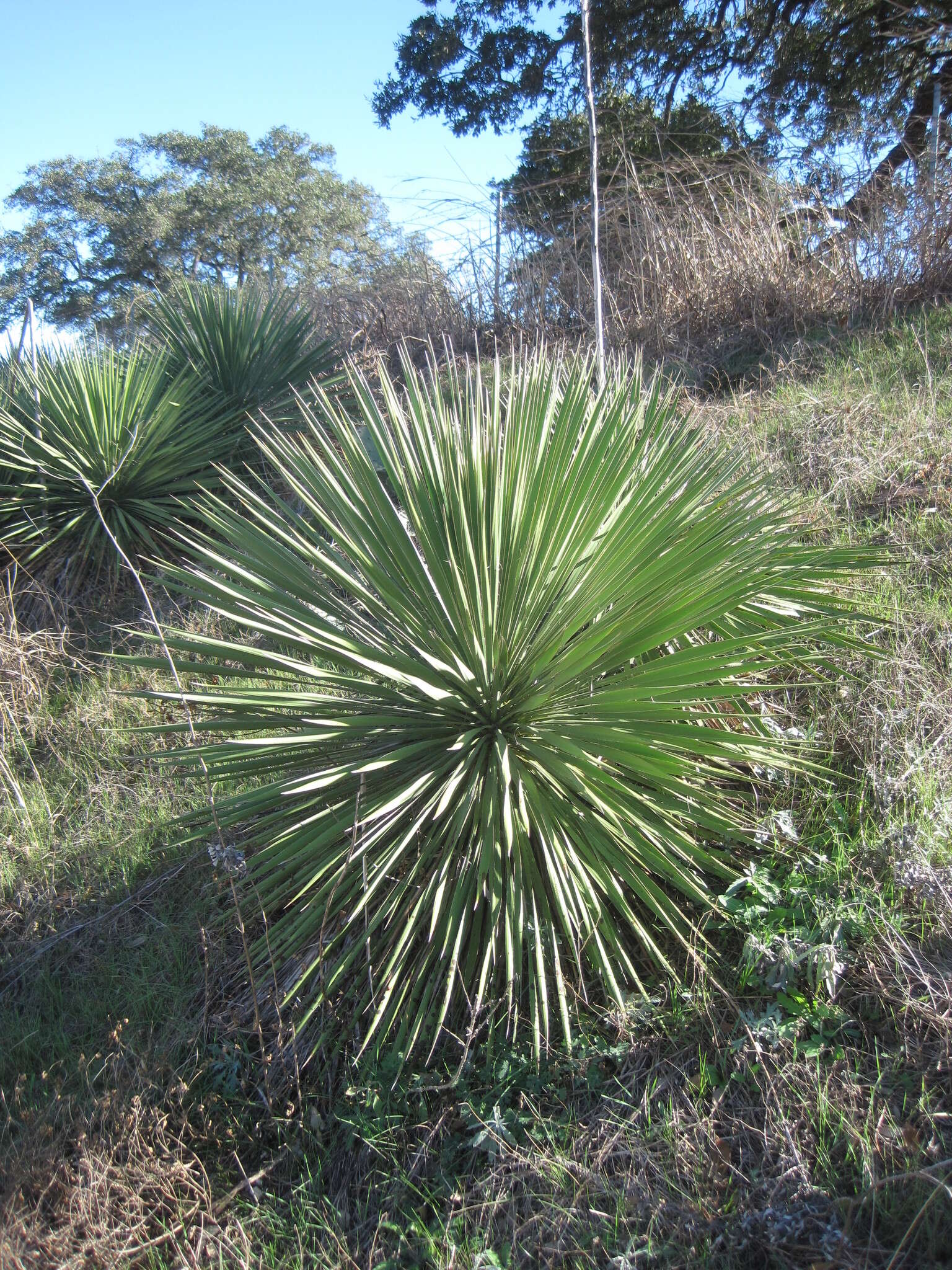 Image of Buckley's yucca