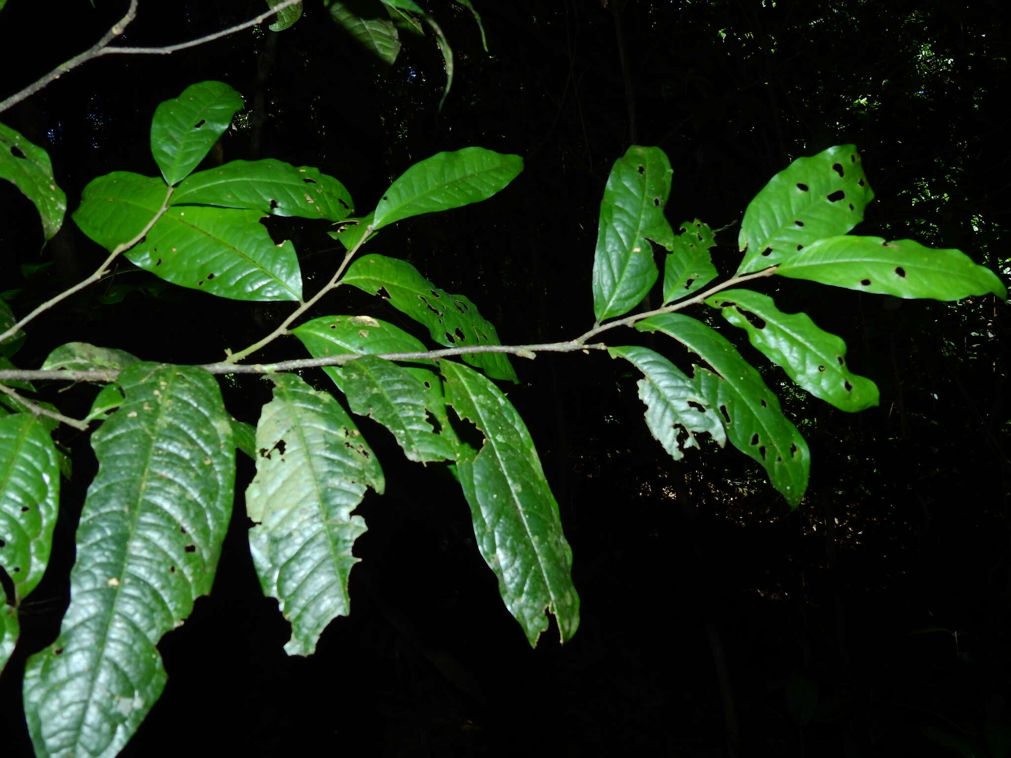 Image of Duguetia cadaverica Huber