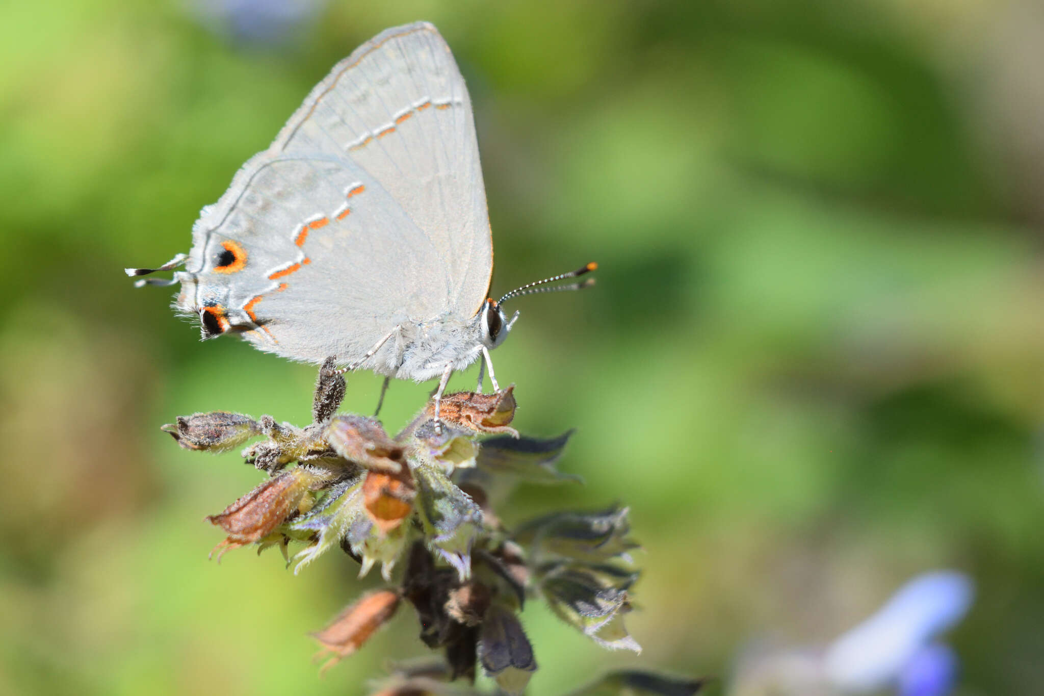 Image of Red-lined Scrub-Hairstreak