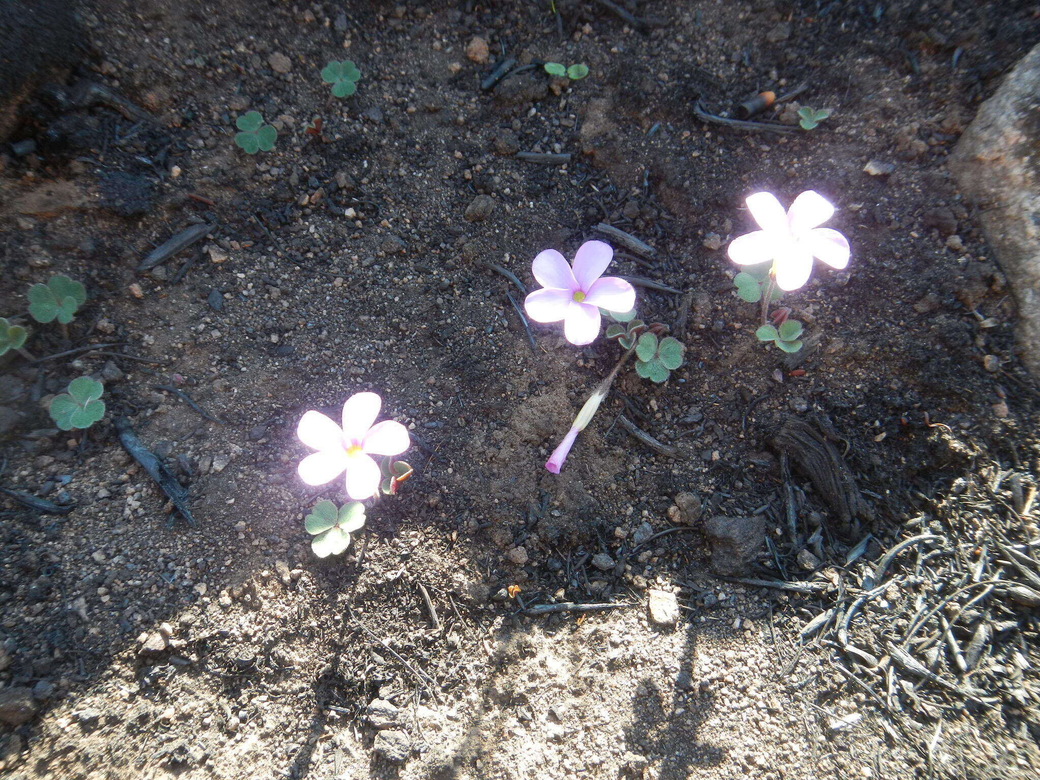 Image of Oxalis eckloniana C. Presl