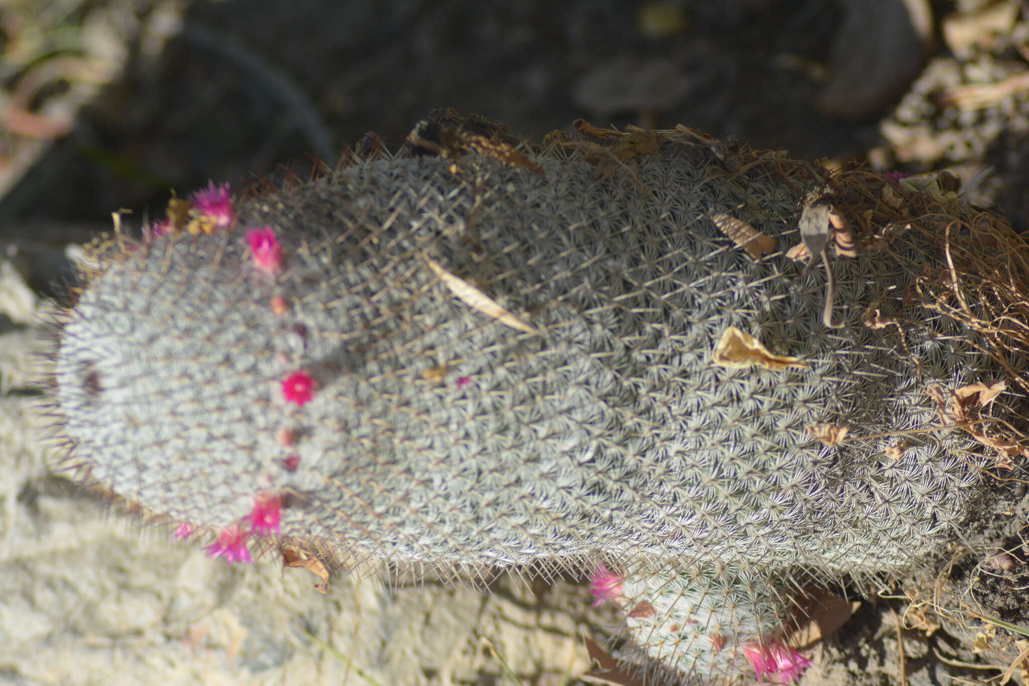 Image of Mammillaria haageana Pfeiff.