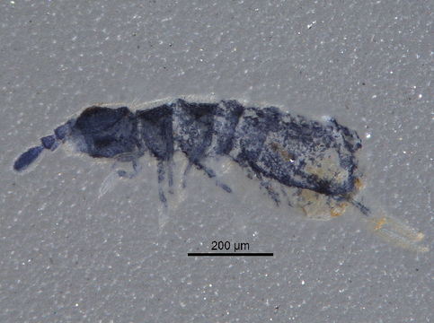 Image of <i>Isotoma viridis</i> Bourlet 1839