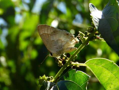 Image of White Scrub-Hairstreak