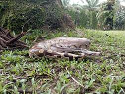 Image of Bornean Short-tailed Python