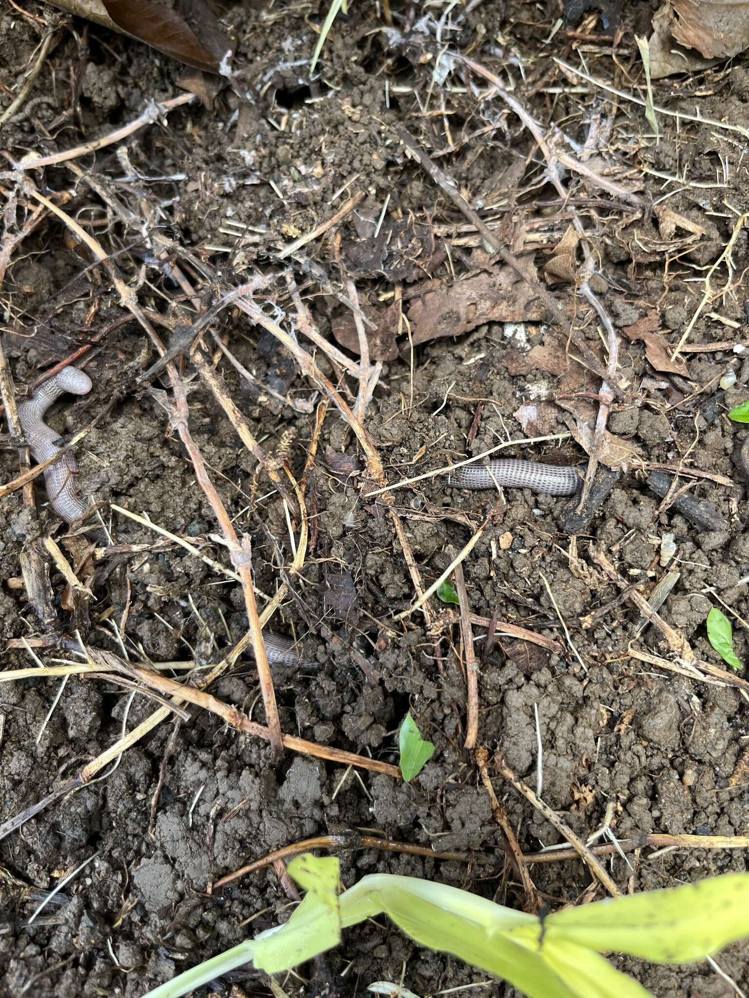 Image of Blind Worm Lizard