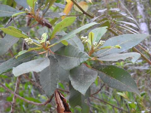 Image of Saurauia scabrida Hemsl.