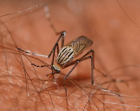 Imagem de Aedes vittiger (Skuse 1889)