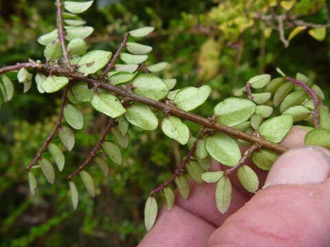 صورة Lonicera pileata var. yunnanensis (Franch.) Bernd Schulz