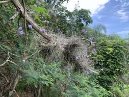 Image of Tillandsia mallemontii Glaz. ex Mez