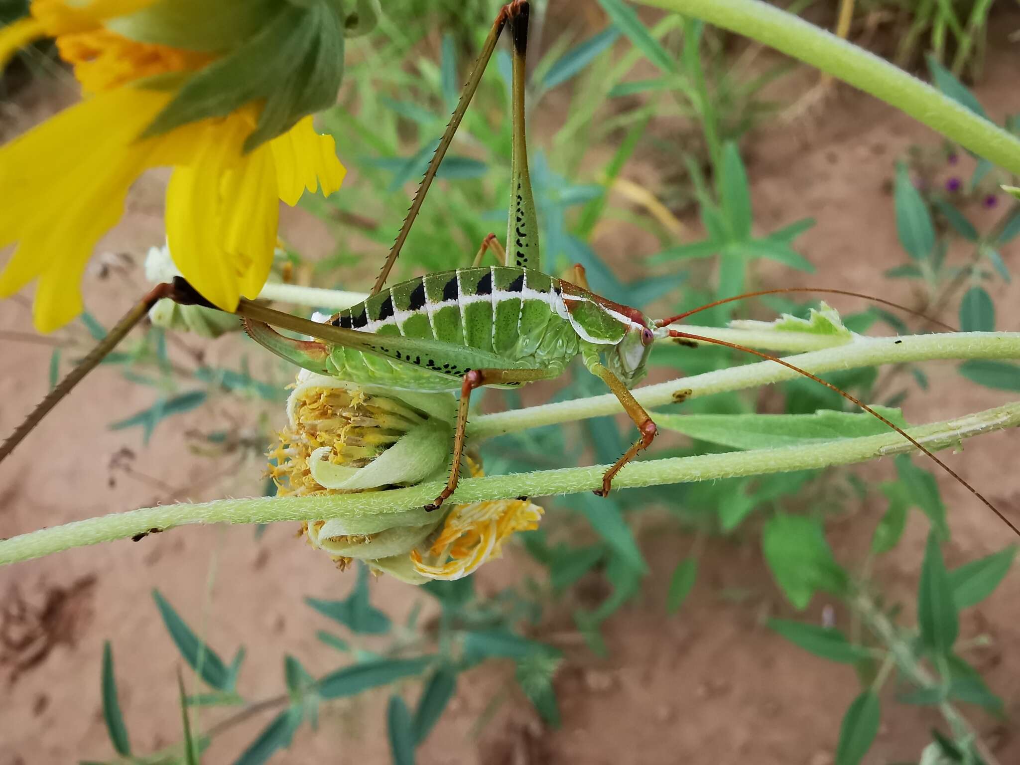 Image of Mountain-dwelling Short-winged Katydid