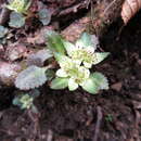 Image of Chrysosplenium macrostemon var. atrandrum Hara