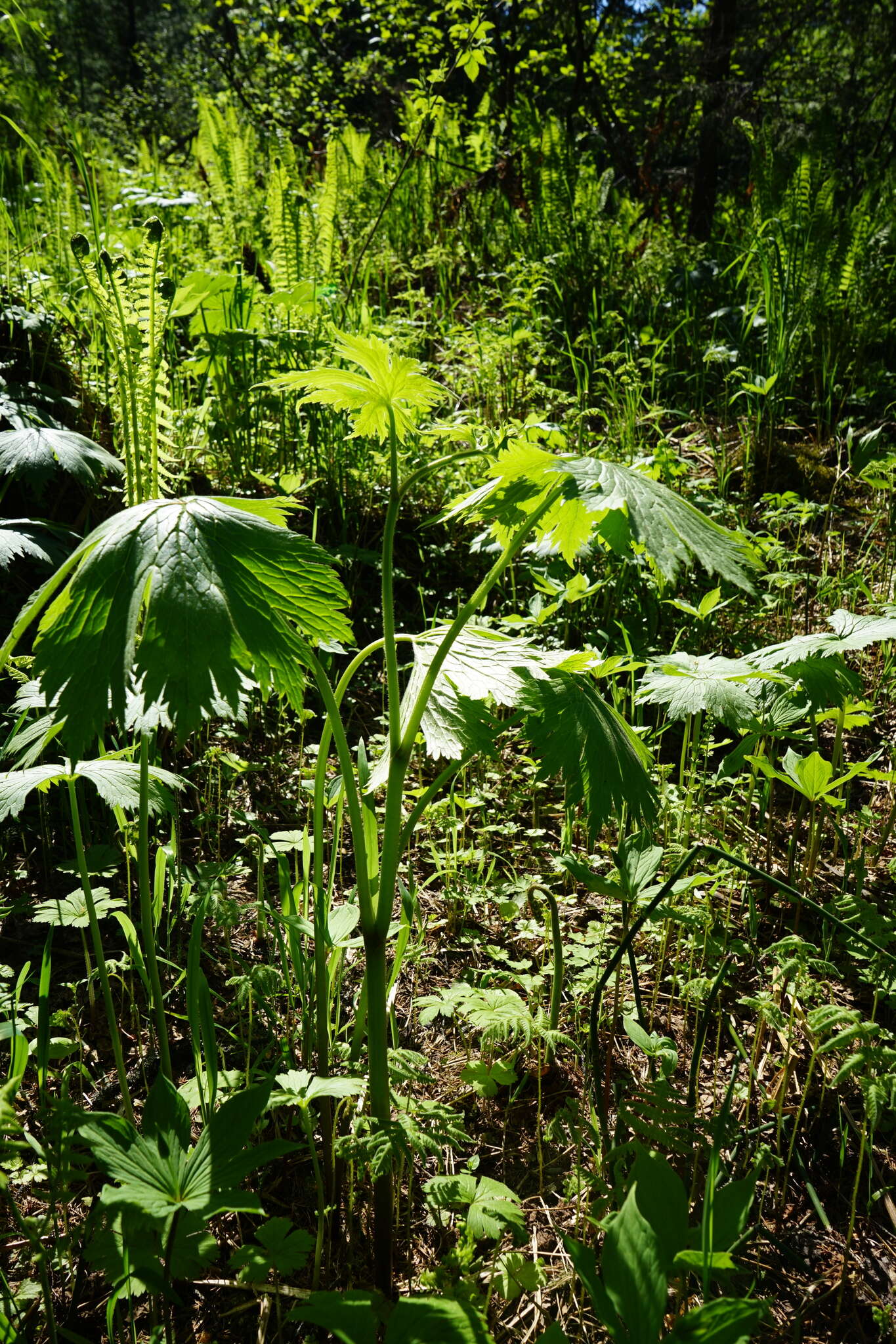 Aconitum septentrionale subsp. rubicundum (Fisch.) V. N. Voroschilov resmi