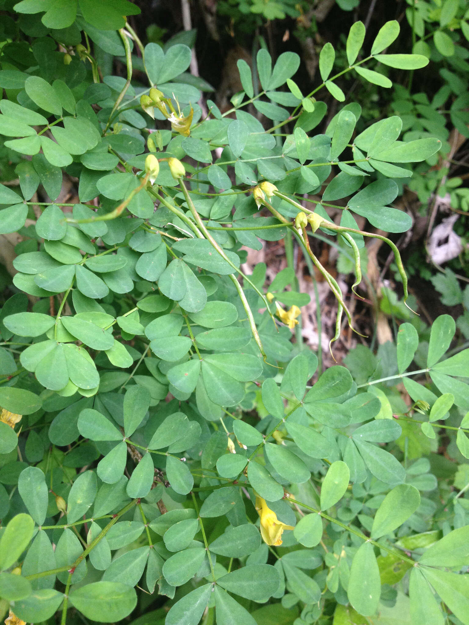 Image of Scorpion Senna