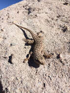 Image of Sceloporus tristichus Cope 1875