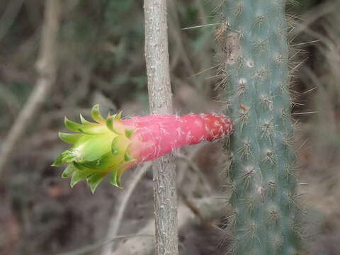 Image of Cleistocactus smaragdiflorus (F. A. C. Weber) Britton & Rose