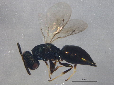 Image of <i>Pteromalus apum</i> (Retzius 1783)