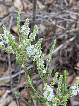 Image of Leucopogon glabellus R. Br.