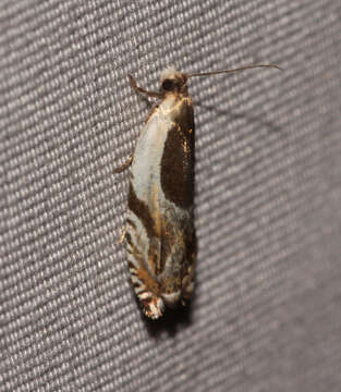 Image of Yellow Birch leaffolder moth