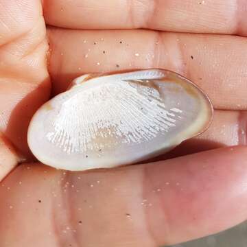 Image of bearded ark shell