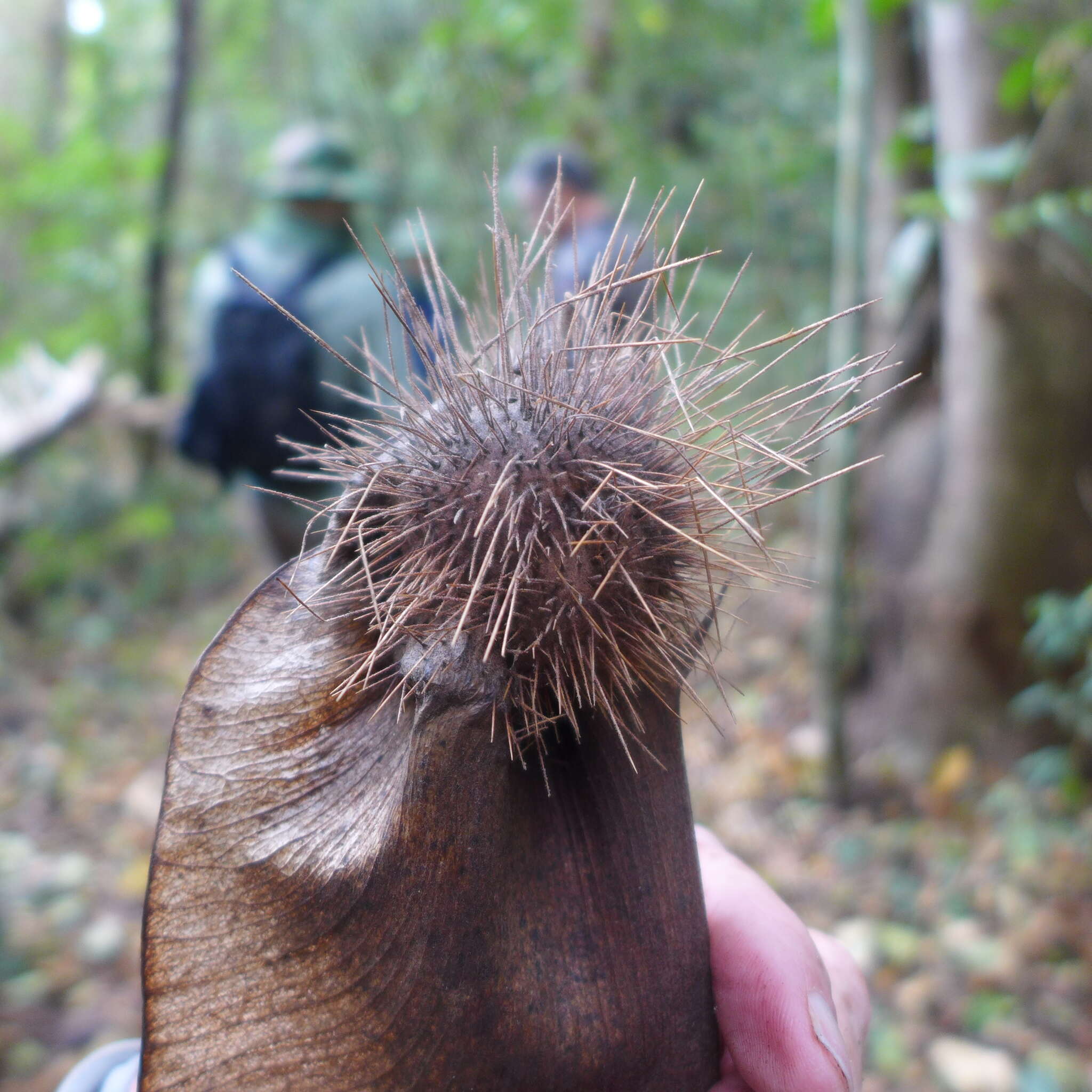 Image of Centrolobium ochroxylum Rudd