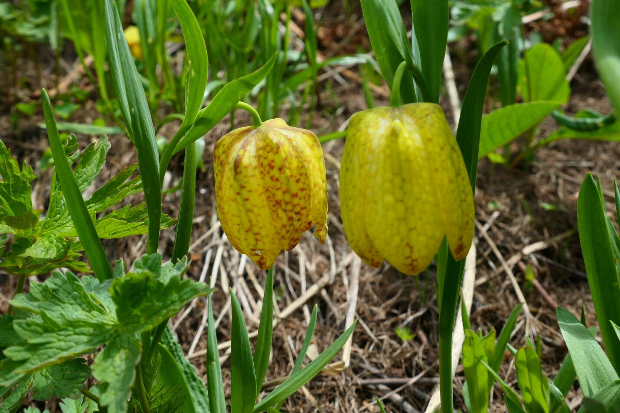 Image of Fritillaria tubaeformis subsp. moggridgei (Boiss. & Reut. ex Planch.) Rix