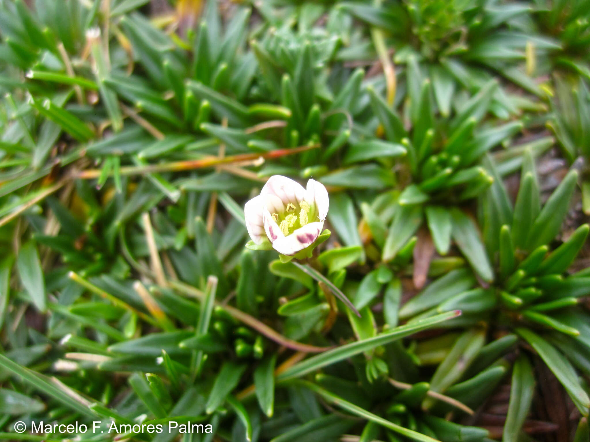 Image of Gentianella limoselloides (Kunth) Fabris