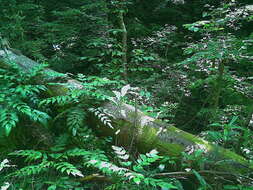 Image of Japanese Squirrel