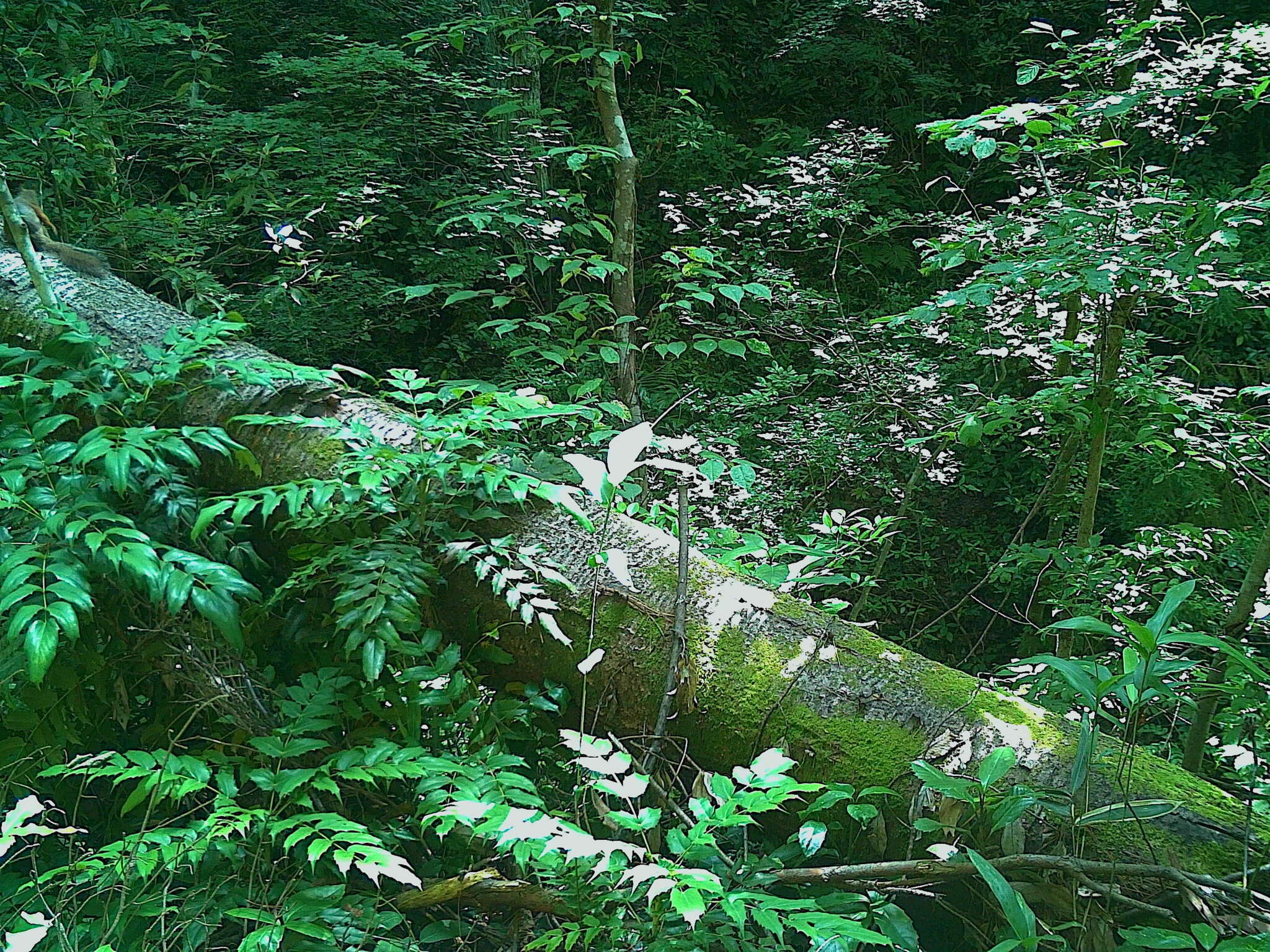 Image of Japanese Squirrel