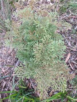 Imagem de Lomatia silaifolia (Sm.) R. Br.