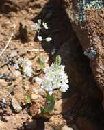 Image of Ornithogalum pruinosum F. M. Leight.