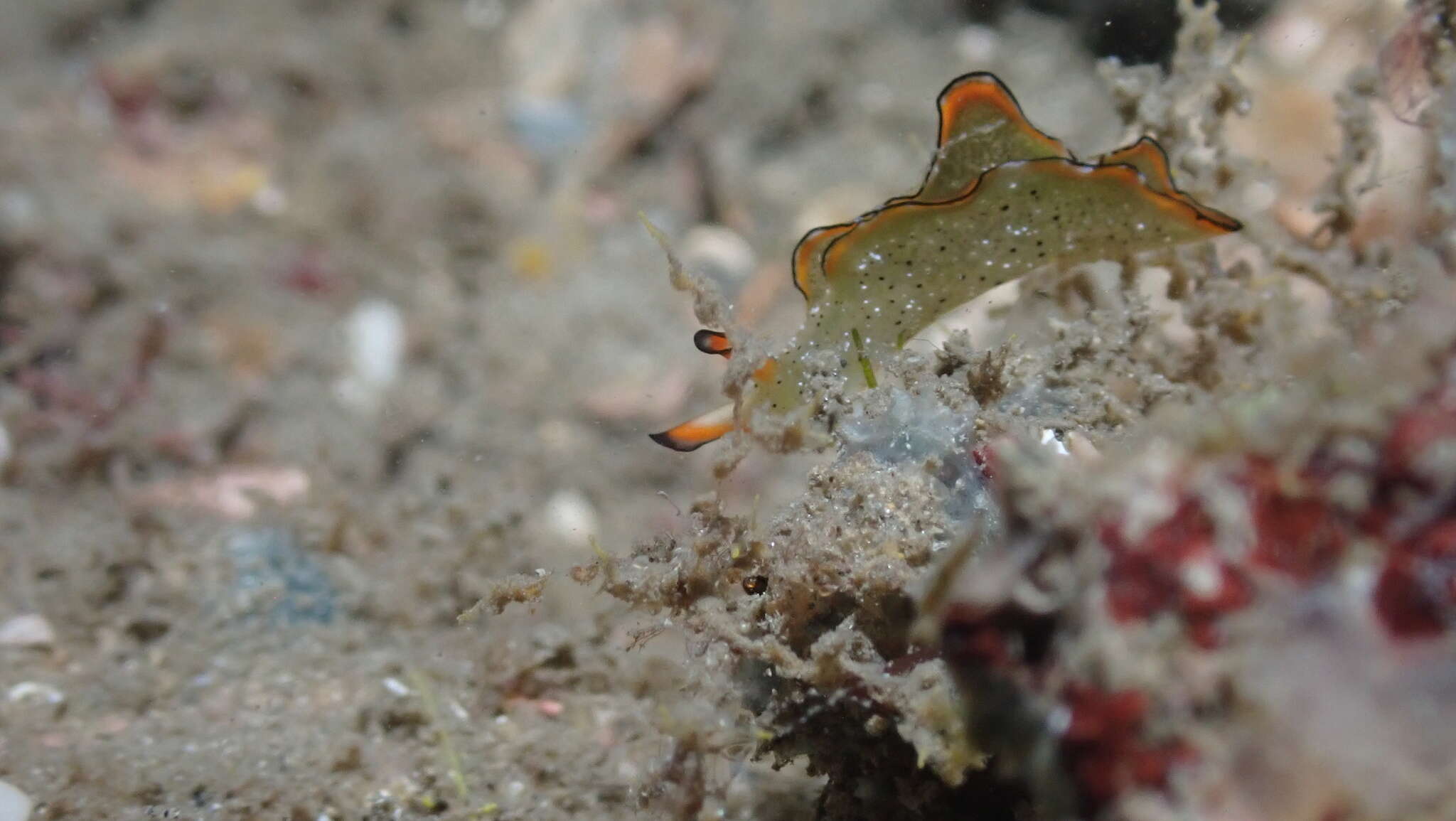 Image of lettuce slug