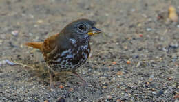 Image of Passerella iliaca schistacea S. F. Baird 1858