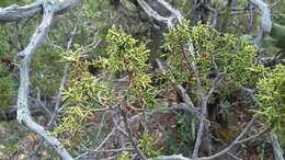 Image of Durango Juniper