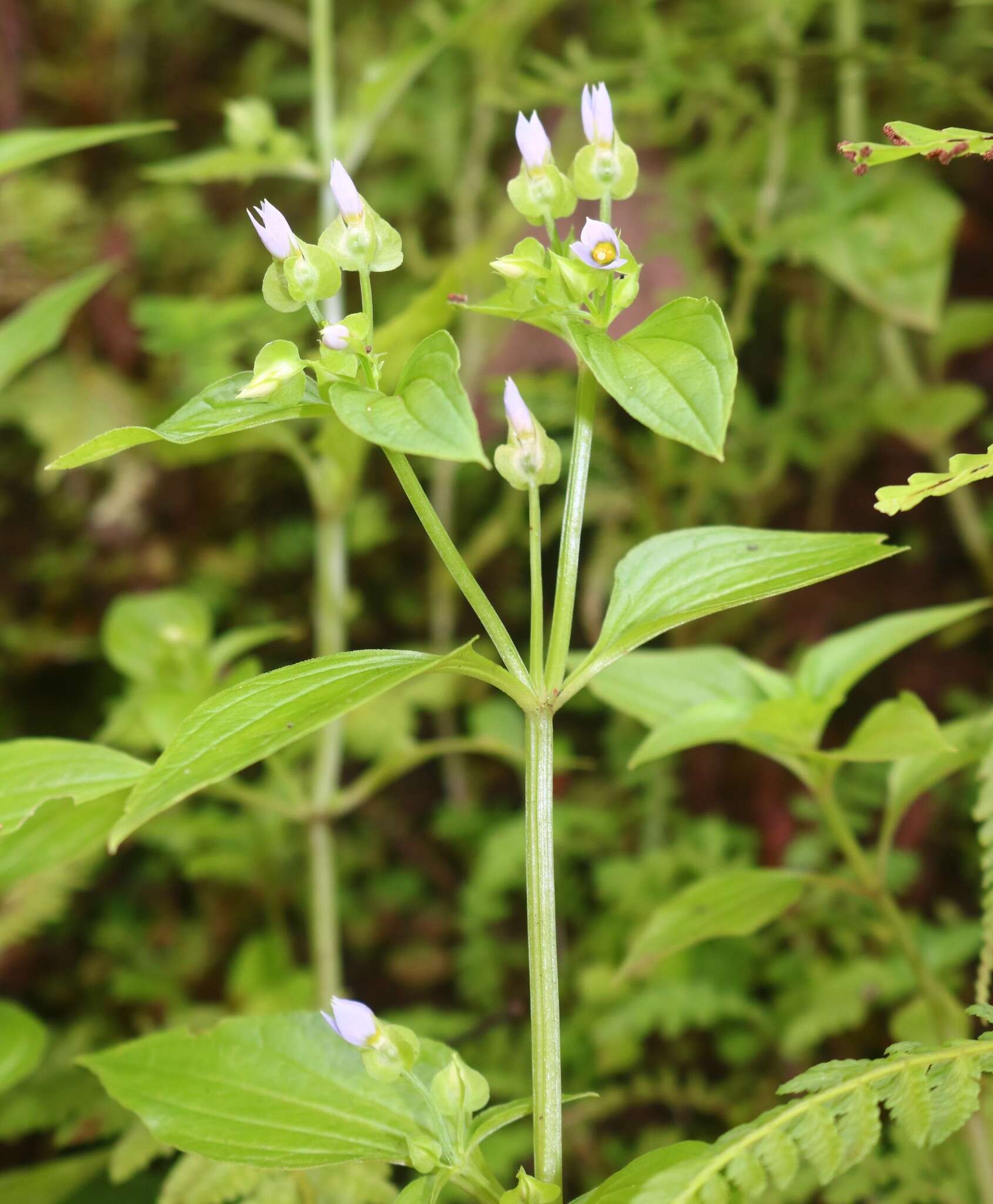 Image of Exacum petiolare Griseb.