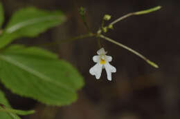 Impatiens brachycentra Kar. & Kir. resmi