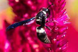 Image of Four-toothed Mason Wasp