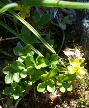 Image of pygmy buttercup