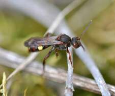 Image of Nomada fusca Schwarz 1986