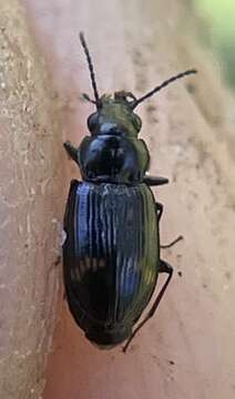 Image of Bembidion (Notaphus) indistinctum Dejean 1831