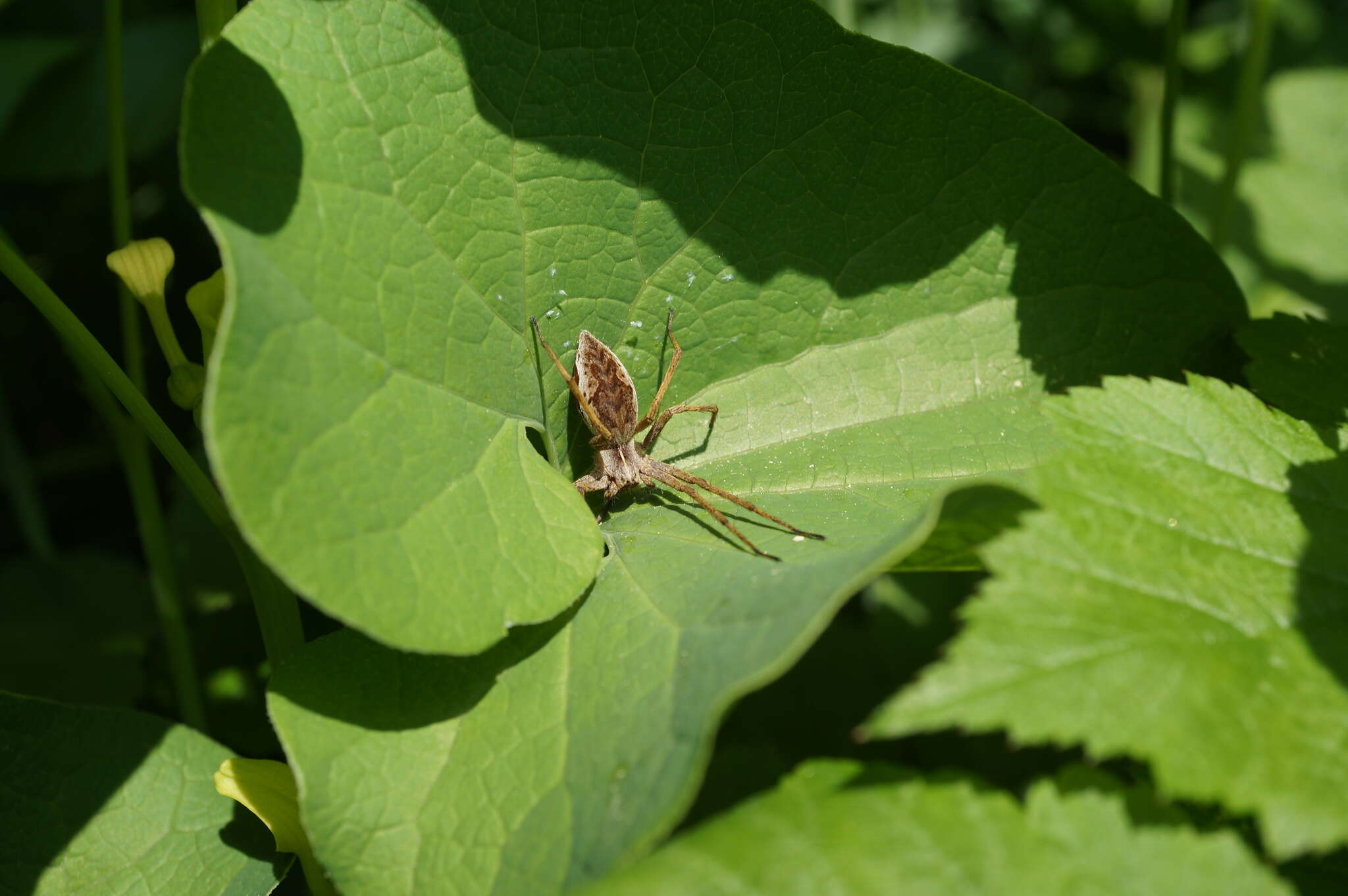 Image de Pisaura mirabilis (Clerck 1757)