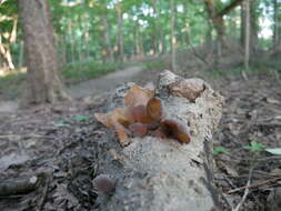 Image de Auricularia fuscosuccinea (Mont.) Henn. 1893