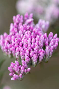 Image of Pink Blombush