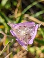 Calochortus longibarbatus var. longibarbatus resmi