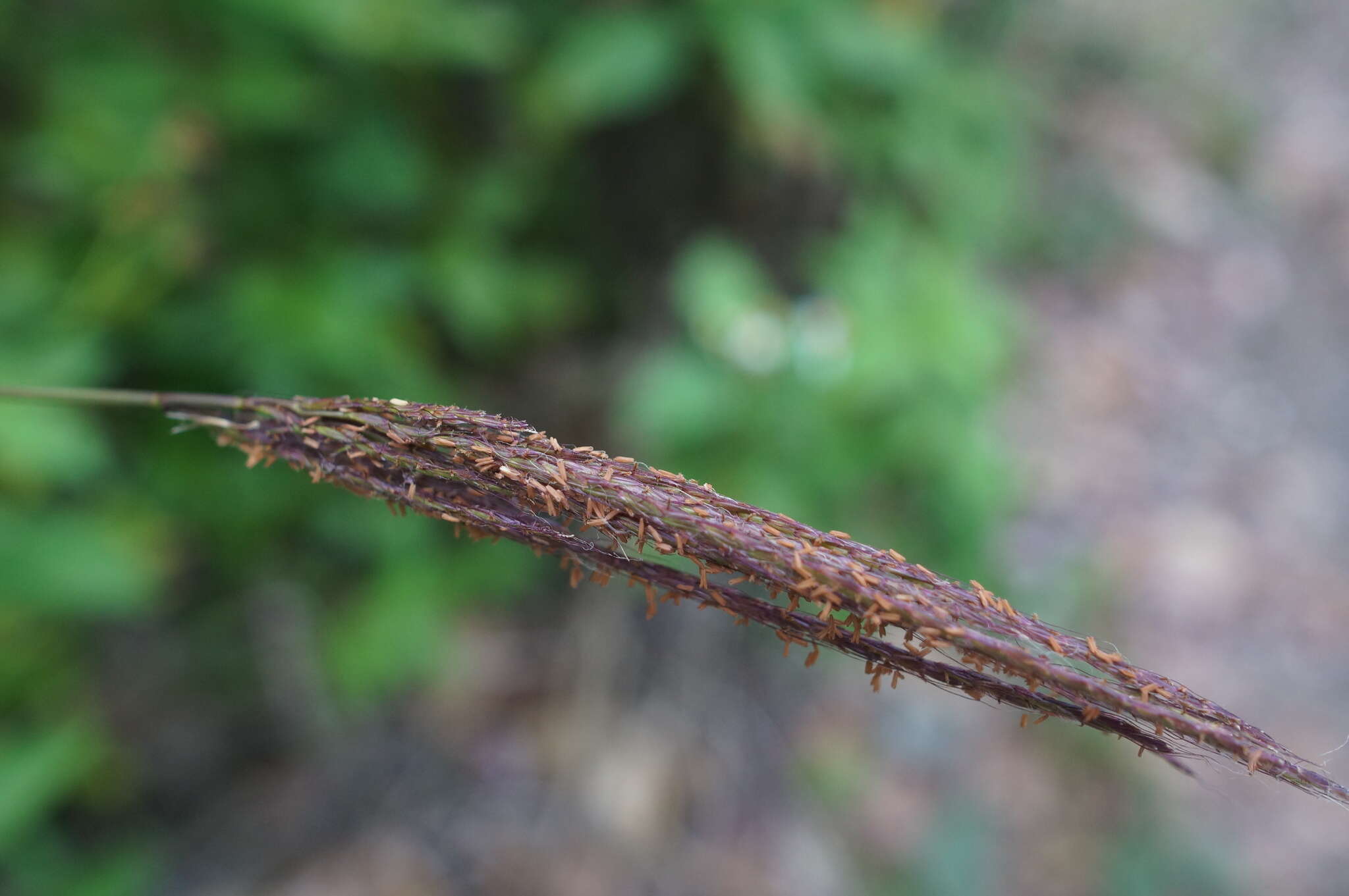 صورة Microstegium fasciculatum (L.) Henrard