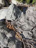 Image of Hewitt's Red Rock Hare