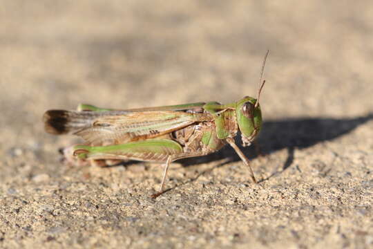 Image of Australian plague locust